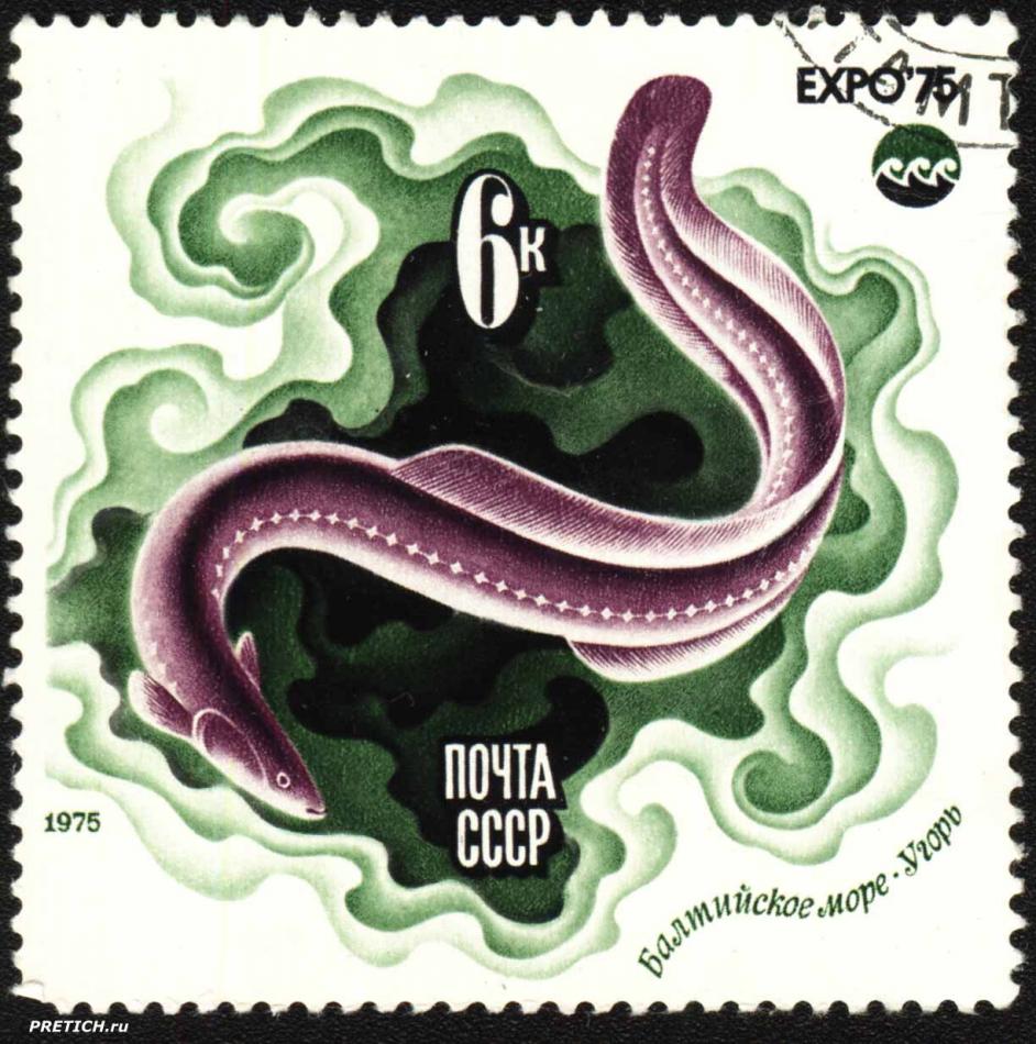 Угорь, Балтийское море. EXPO'75