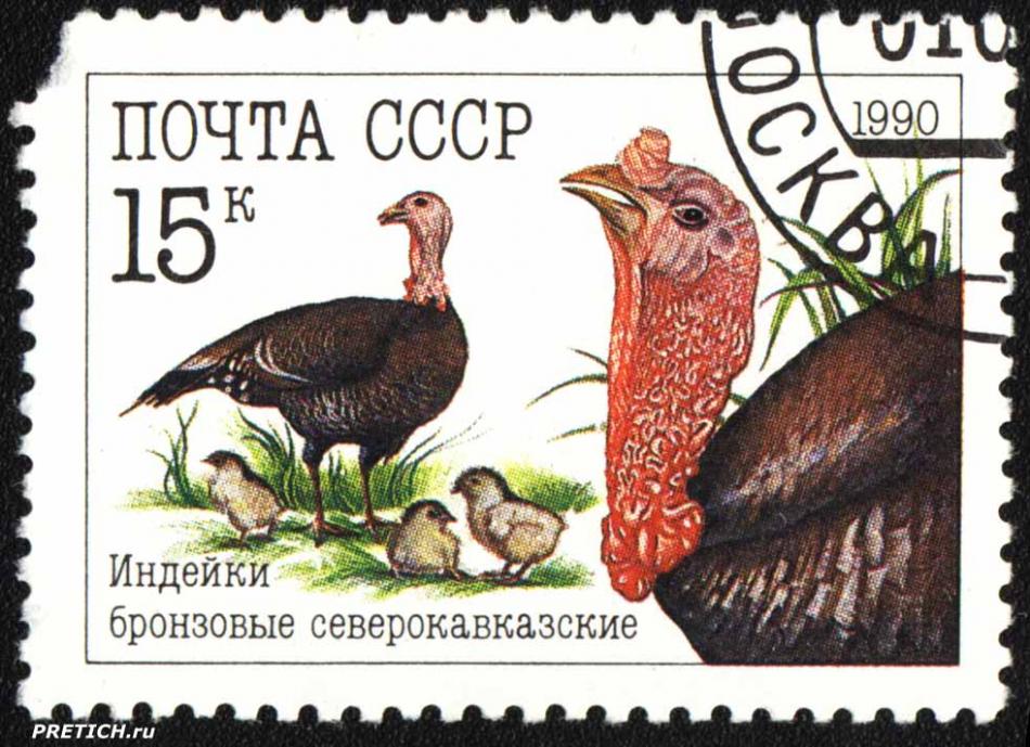 Индейки бронзовые северокавказские