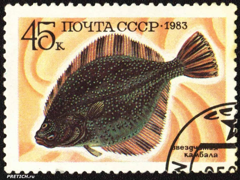 Звездчатая камбала. 1983