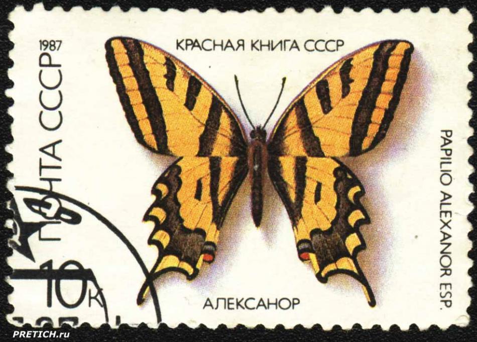Алексанор - Papilio Alexanor ESP