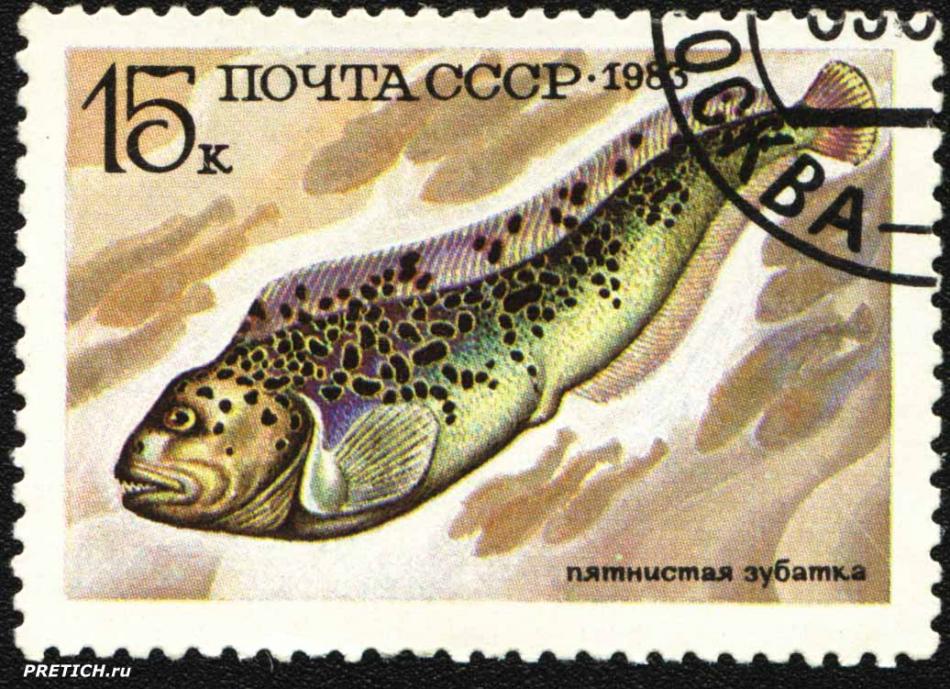 Пятнистая зубатка. 1983