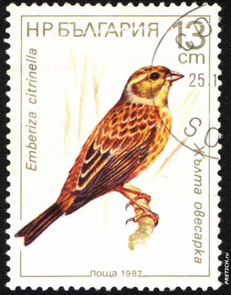 Жъелта овесарка - Emberiza citrinella