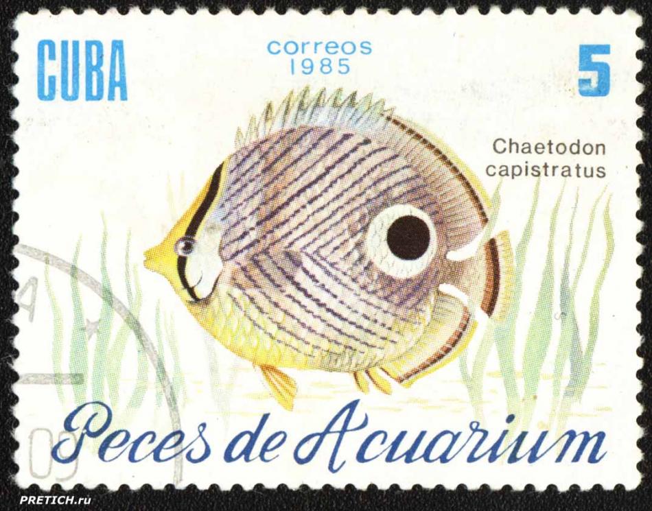 Chaetodon capistratus