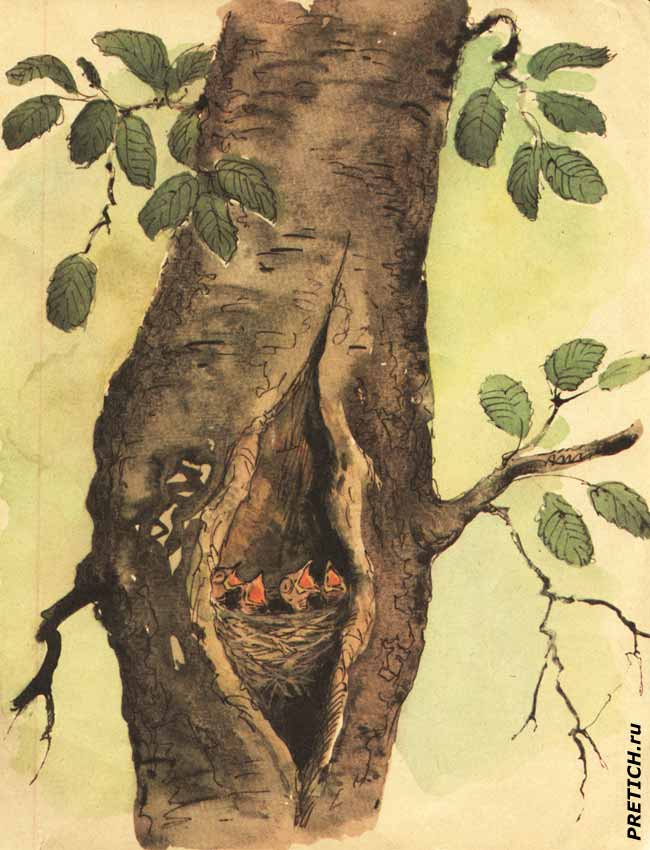 Скребицкий детские книжки, иллюстрации
