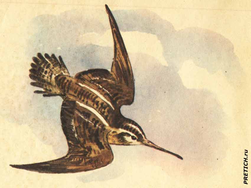 Кулик-бекас, рисунок из детской книги, СССР
