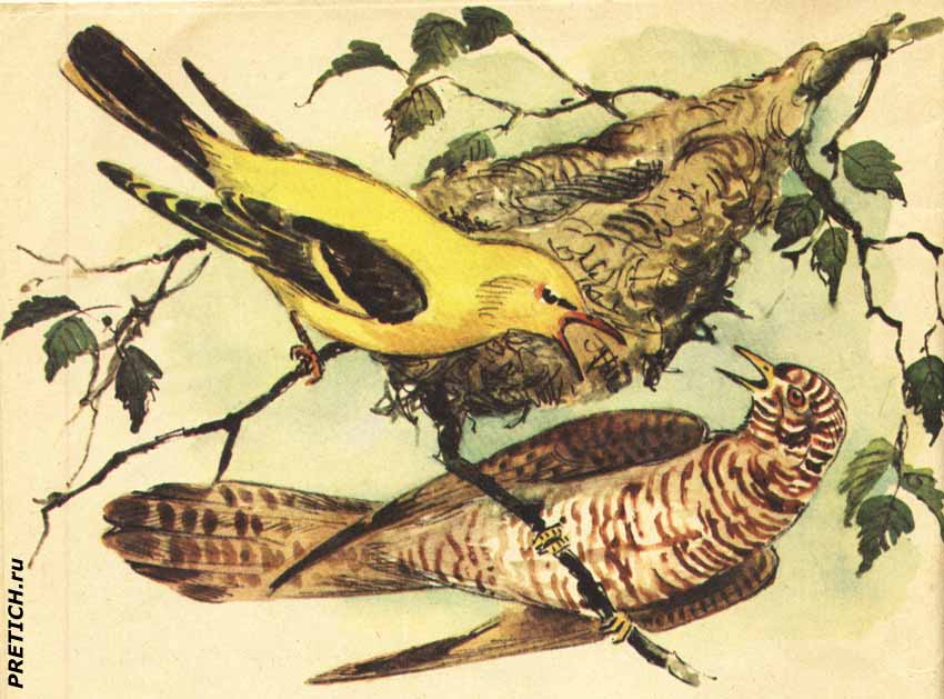 Скребицкий Хитрая птица, кукушка и иволга